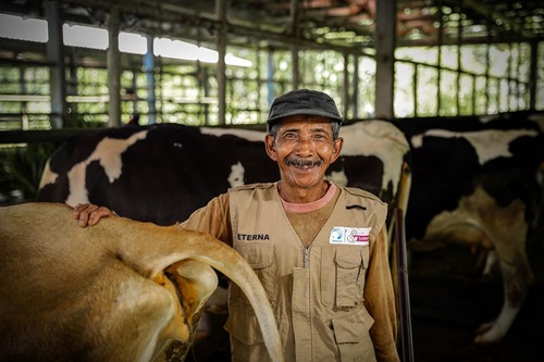 Menjaga Ketahanan Pangan melalui Pemberdayaan Peternak Sapi Perah Lokal