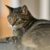 Mengenal Kucing Mujair, Kucing Lokal dengan Karakter Unik yang Banyak Disukai