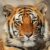 India Dorong Aliansi Global untuk Lindungi Kucing Besar Dunia lewat IBCA Summit 2026