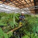 Grup MIND ID Reklamasi 8.000 Hektare Lahan dan Rehabilitasi DAS 37.700 Hektare, Perbaiki Kualitas Keanekaragaman Hayati