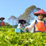 Holding Perkebunan Nusantara Perluas Jejak Teh Indonesia, Produk PTPN I Masuk Gerai Legendaris Twinings London