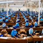 Holding Perkebunan Nusantara Dukung Penciptaan Lapangan Kerja, PTPN I Serap 15–20 Ribu Pekerja di Pabrik Tembakau