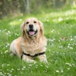 Kenali Anjing Labrador dari Karakter, Sifat, Sampai Cara Merawatnya