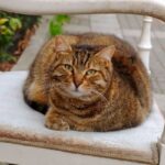 Cara Merawat Kucing Kampung agar Sehat, Aktif dan Gemuk