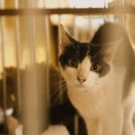 Panduan Membersihkan Kandang Kucing Dengan Benar