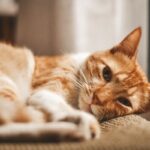 Ringworm pada Kucing, Penyebab Gejala dan Cara Mengatasinya