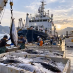 Sabah’s Blue Economy Gambit: Downstream Value and the Regional Tuna Hub Vision